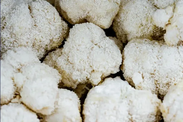 Lion's mane mushroom extract for gaming focus